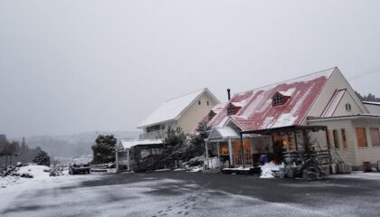 やっととけてきた雪が・・・